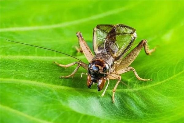 What does it mean to dream of crickets? What does it mean to dream of crickets?
