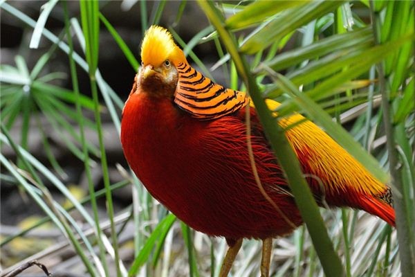 What does it mean to dream of a golden-winged bird? What does it mean to dream of a golden-winged bird?