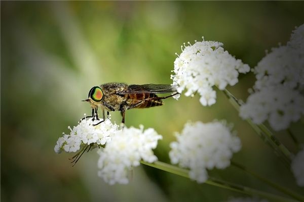What does it mean to dream of horseflies? What does it mean to dream of horseflies?