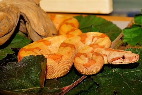 What does it mean to dream of a giant python? What does it mean to dream of a giant python?