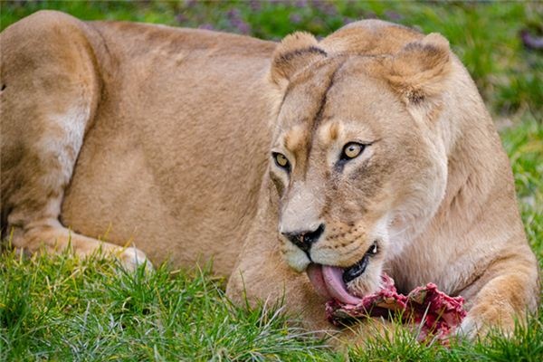 What does it mean to dream of wild beasts?