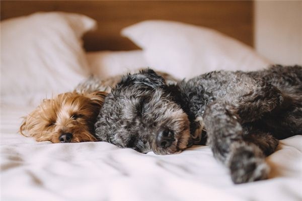 What does it mean to dream of dogs mating? What does it mean to dream of dogs mating?