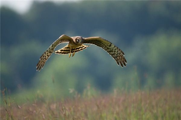 What does it mean to dream of a hawk? What does it mean to dream of a hawk?