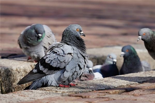What does it mean to dream of raising pigeons? What does it mean to dream of raising pigeons?