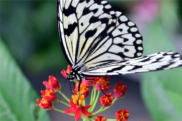 Dreaming of white butterflies Dreaming of white butterflies