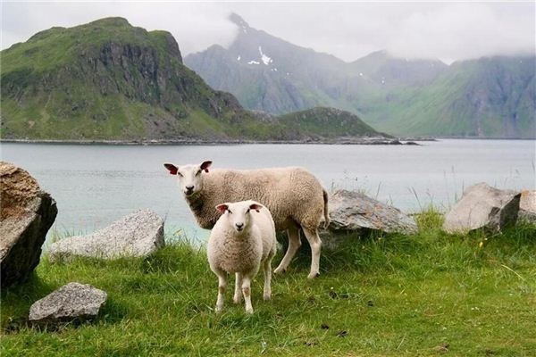 Dreaming of talking to livestock