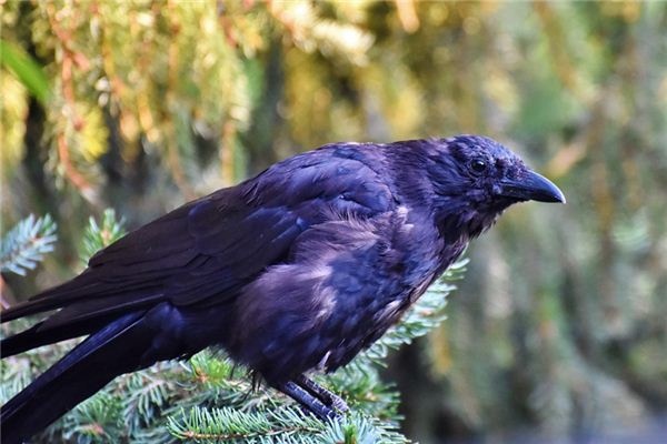 What does it mean to dream of crows?