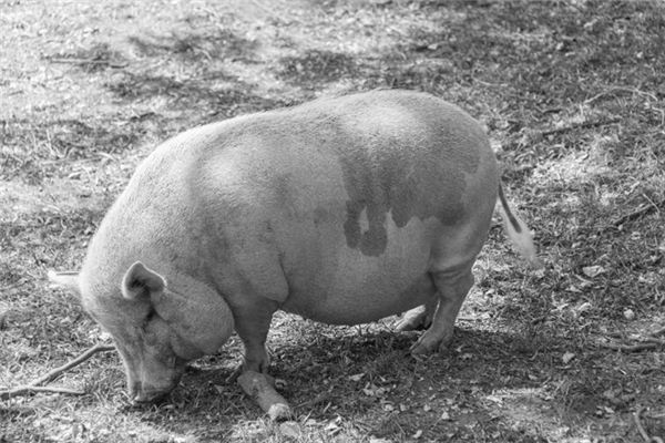 What does it mean to dream of a big fat pig? What does it mean to dream of a big fat pig?