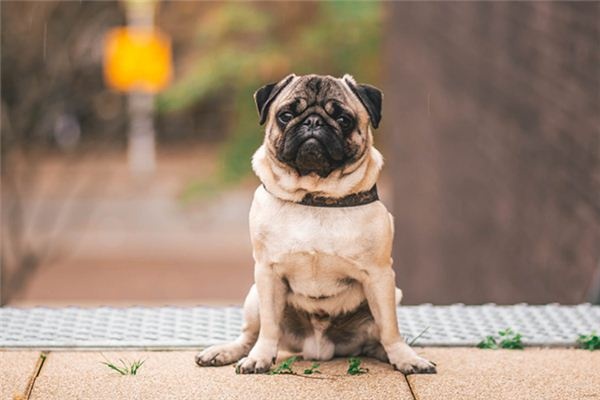 What does it mean to dream of a dog?