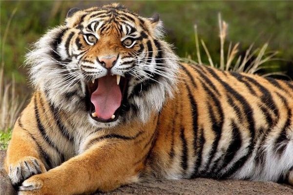 I dreamed that a tiger pounced on me.