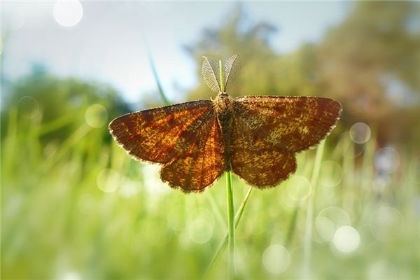 What does it mean to dream of a moth? What does it mean to dream of a moth?
