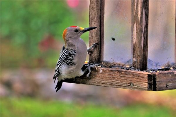 What does it mean to dream of a woodpecker? What does it mean to dream of a woodpecker?