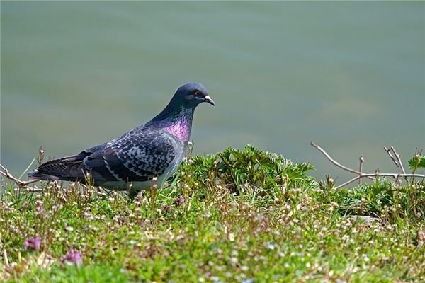 What does it mean to dream of pigeons?