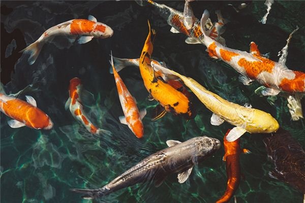 What does it mean to dream of fish? What does it mean to dream of fish?