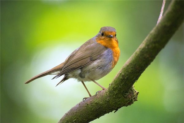 What does it mean to dream of playing with sparrows? What does it mean to dream of playing with sparrows?