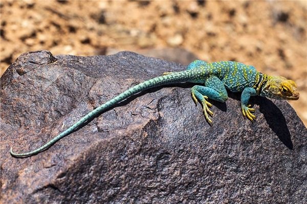 What does it mean to dream of a lizard? What does it mean to dream of a lizard?