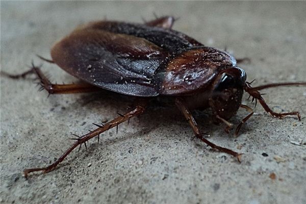 What does it mean to dream of cockroaches? What does it mean to dream of cockroaches?