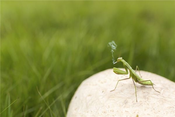 What does it mean to dream of a praying mantis? What does it mean to dream of a praying mantis?