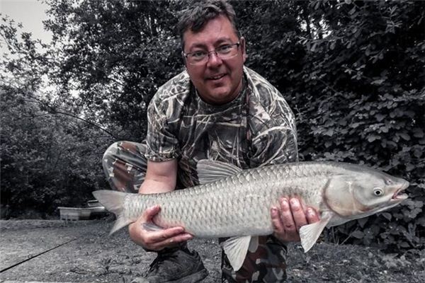 What does it mean to dream of grass carp? What does it mean to dream of grass carp?