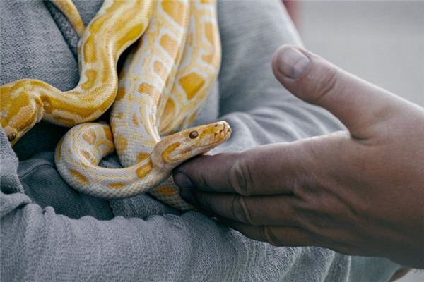 Dreaming of snakes swimming in water Dreaming of snakes swimming in water