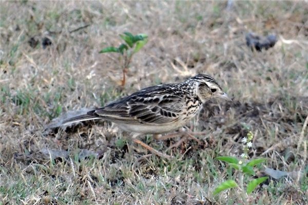 What does it mean to dream of a lark? What does it mean to dream of a lark?