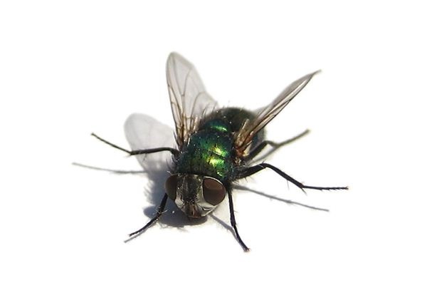 What does it mean to dream of flies? What does it mean to dream of flies?