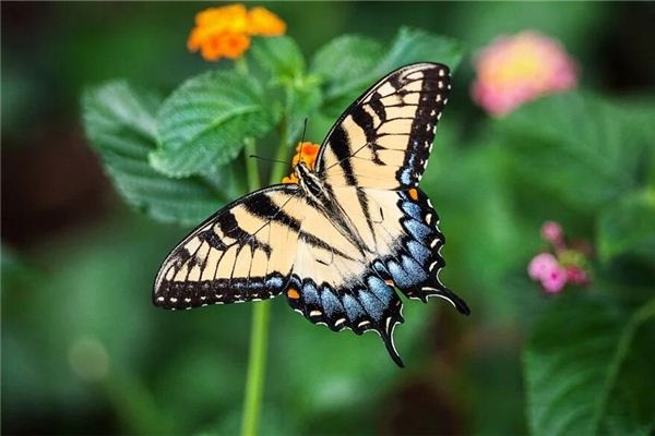 I dreamed that a butterfly landed on my head.