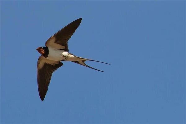 Dreaming of swallows flying