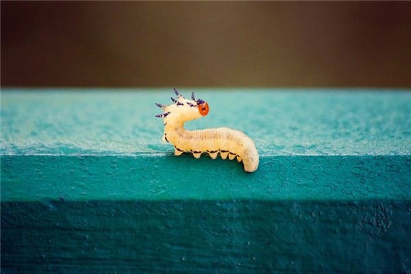What does it mean to dream of worms? What does it mean to dream of worms?
