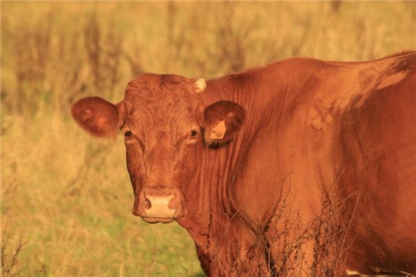 What does it mean to dream of cow's eyes? What does it mean to dream of cow's eyes?