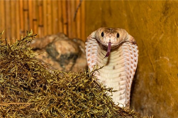 What does it mean to dream of poisonous snakes? What does it mean to dream of poisonous snakes?