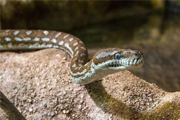 I dreamed that a snake followed me away.