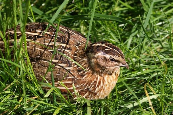 What does it mean to dream of quail? What does it mean to dream of quail?