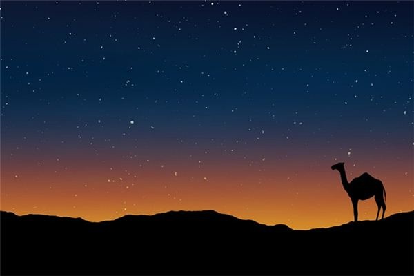 What does it mean to dream of a dromedary camel? What does it mean to dream of a dromedary camel?