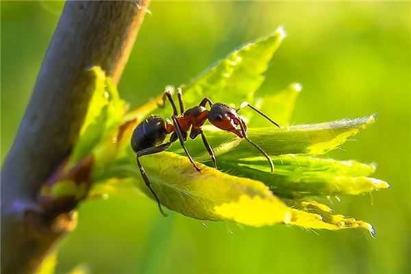 I dreamed of two ants fighting.
