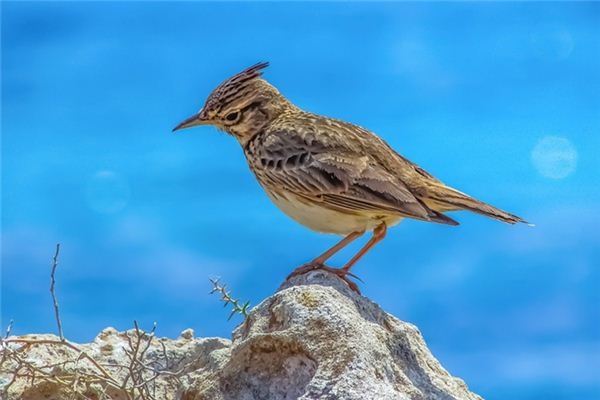 What does it mean to dream of a lark? What does it mean to dream of a lark?