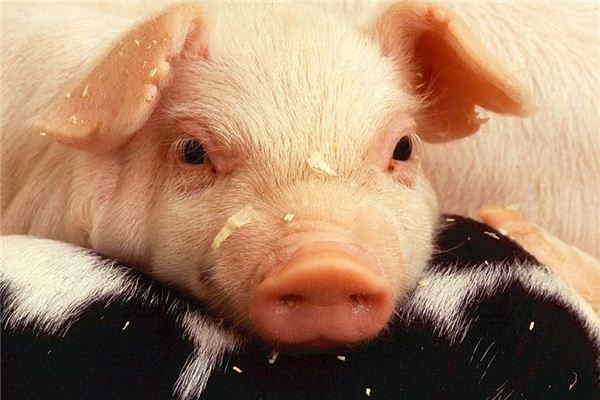 What does it mean to dream of a pig's head? What does it mean to dream of a pig's head?