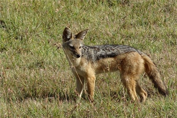 What does it mean to dream of jackals? What does it mean to dream of jackals?