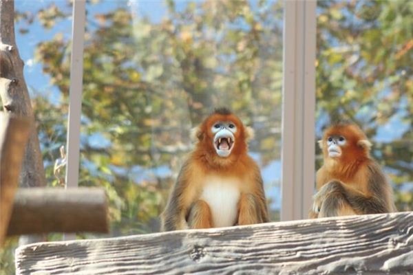 What does it mean to dream of golden monkeys? What does it mean to dream of golden monkeys?