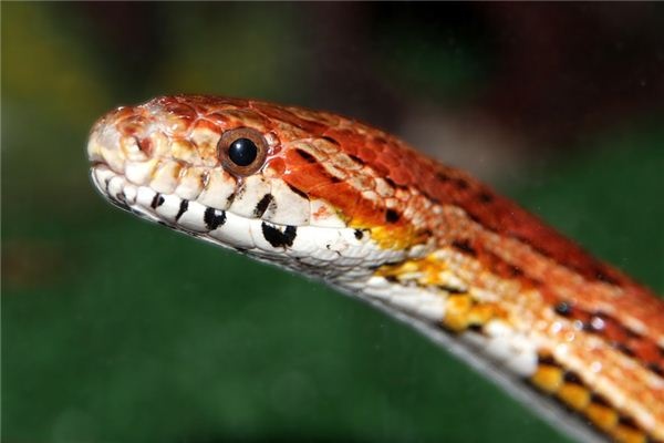What does it mean to dream of a red snake?