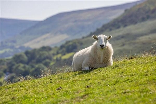 Dreaming of sheep lying on the ground Dreaming of sheep lying on the ground