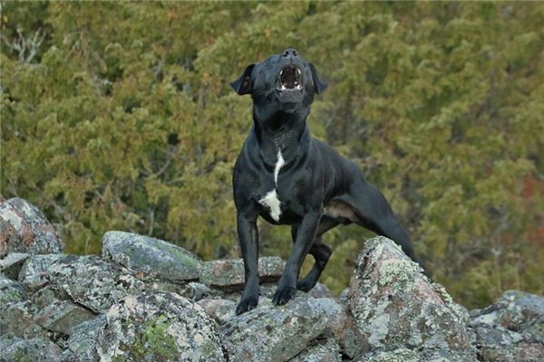 What does it mean to dream of a dog barking? What does it mean to dream of a dog barking?