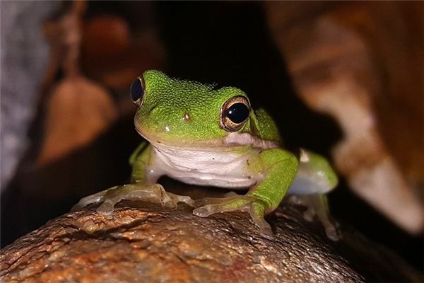 What does it mean to dream of frogs croaking? What does it mean to dream of frogs croaking?