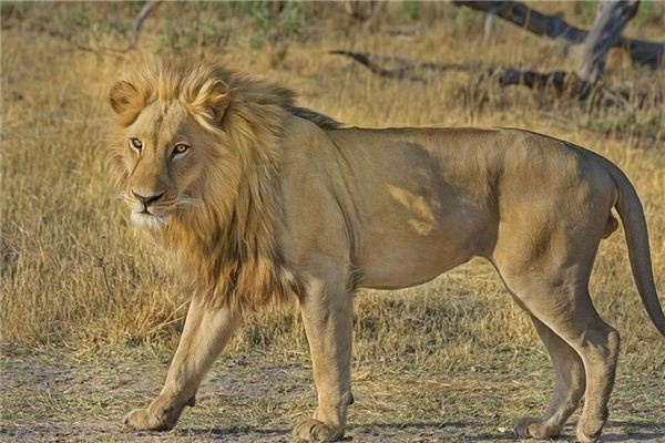 Dreaming of encountering a lion