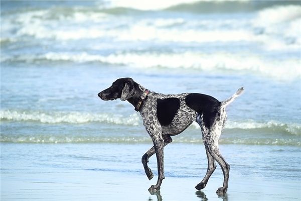 What does it mean to dream of a dog wagging its tail? What does it mean to dream of a dog wagging its tail?