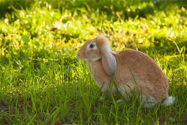 I dreamed of a rabbit pounding rice in the moon.