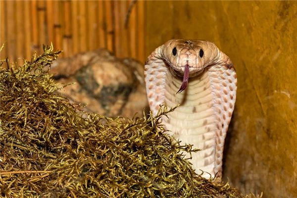 What does it mean to dream of small poisonous snakes? What does it mean to dream of small poisonous snakes?