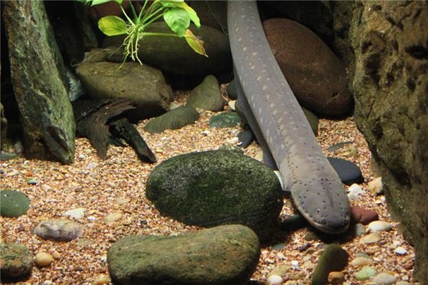 What does it mean to dream of eels? What does it mean to dream of eels?