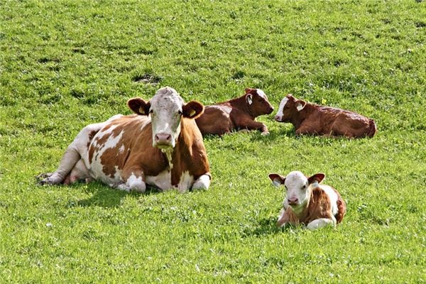 What does it mean to dream of a calf? What does it mean to dream of a calf?