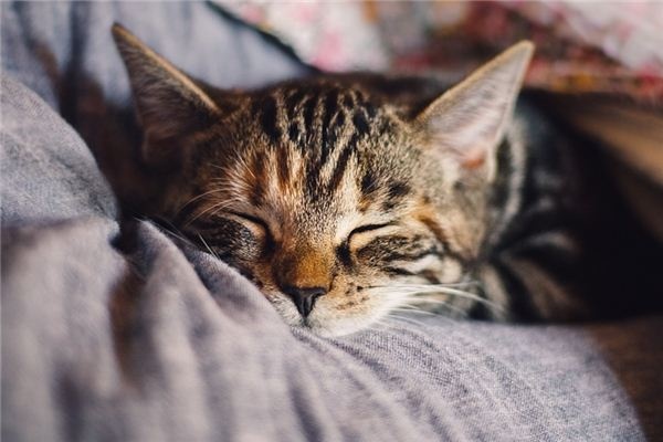 What does it mean to dream of a kitten? What does it mean to dream of a kitten?